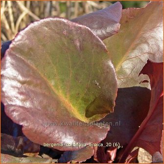 Bergenia cordifolia &#039;Eroica&#039; | Schoenlappersplant, Olifantsoren