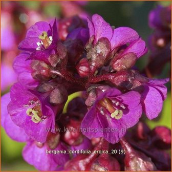 Bergenia cordifolia &#039;Eroica&#039; | Schoenlappersplant, Olifantsoren