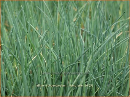 Allium schoenoprasum &#039;Rising Star&#039; | Bieslook, Look | Schnittlauch