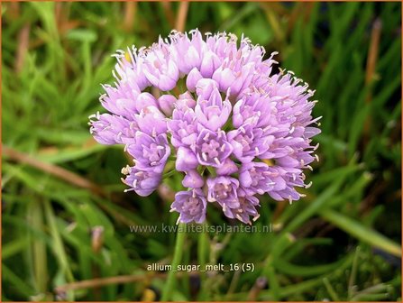 Allium &#039;Sugar Melt&#039; | Sierui, Look | Lauch