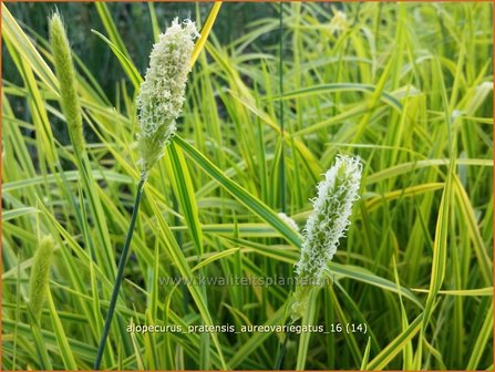 Alopecurus pratensis &#039;Aureovariegatus&#039; | Vossenstaart | Fuchsschwanzgras