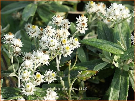 Anaphalis triplinervis | Siberische edelweiss, Witte knoop | Himalaya-Perlk&ouml;rbchen