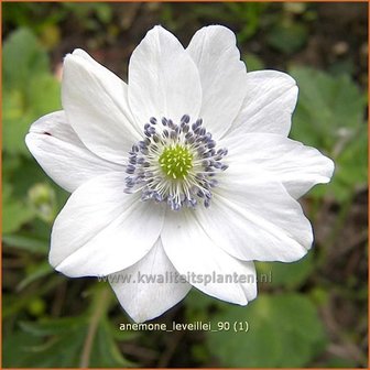 Anemone leveillei | Anemoon | Chinesisches Sommer-Windröschen