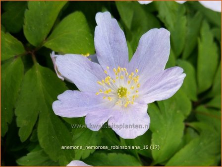 Anemone nemorosa &#039;Robinsoniana&#039; | Bosanemoon, Anemoon | Busch-Windr&ouml;schen
