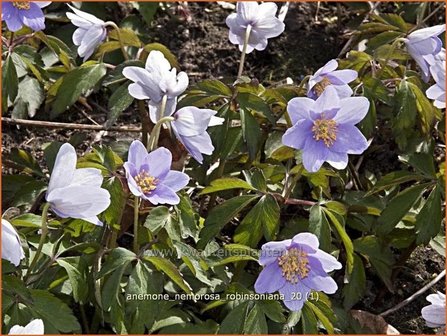 Anemone nemorosa &#039;Robinsoniana&#039; | Bosanemoon, Anemoon | Busch-Windr&ouml;schen