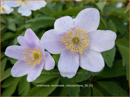 Anemone nemorosa &#039;Robinsoniana&#039; | Bosanemoon, Anemoon | Busch-Windr&ouml;schen