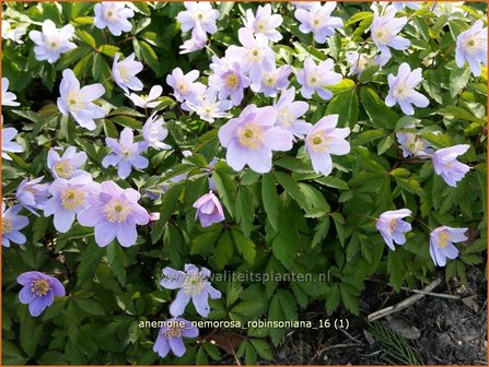 Anemone nemorosa &#039;Robinsoniana&#039; | Bosanemoon, Anemoon | Busch-Windr&ouml;schen