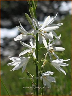 Anthericum liliago | Berglelie, Graslelie | Astlose Graslilie