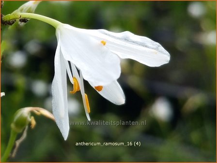 Anthericum ramosum | Berglelie, Graslelie | &Auml;stige Graslilie