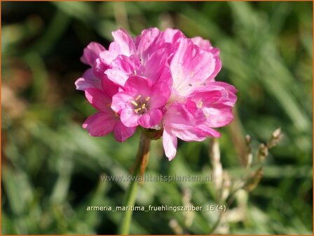 Armeria maritima &amp;#39;Fr&uuml;hlingszauber&amp;#39;