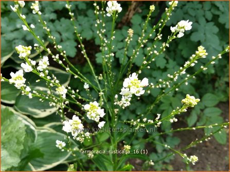 Armoracia rusticana | Mierikswortel | Gew&ouml;hnlicher Meerrettich