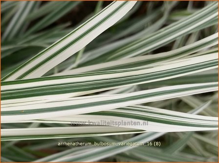 Arrhenatherum bulbosum &#039;Variegatum&#039; | Glanshaver, Knolhaver | Glatthafer
