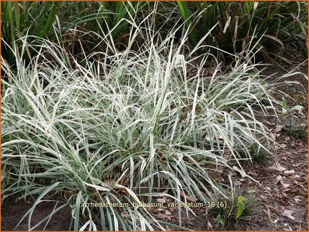 Arrhenatherum bulbosum &#039;Variegatum&#039; | Glanshaver, Knolhaver | Glatthafer