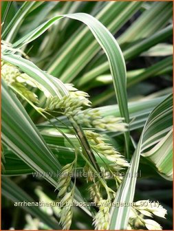 Arrhenatherum bulbosum &#039;Variegatum&#039; | Glanshaver, Knolhaver | Glatthafer