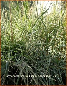 Arrhenatherum bulbosum &#039;Variegatum&#039; | Glanshaver, Knolhaver | Glatthafer