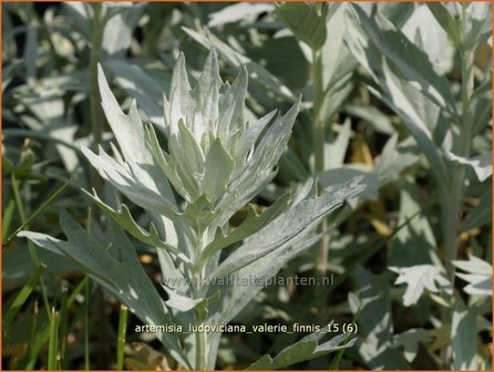 Artemisia ludoviciana 'Valerie Finnis' | Alsem, Bijvoet, Edelruit | Pr&auml;rie Silberraute