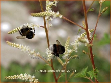 Aruncus aethusifolius | Geitenbaard | Kleiner Gei&szlig;bart