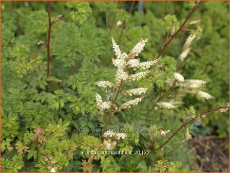 Aruncus aethusifolius | Geitenbaard | Kleiner Gei&szlig;bart