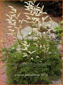 Aruncus aethusifolius | Geitenbaard | Kleiner Gei&szlig;bart