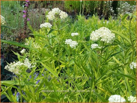 Asclepias incarnata &#039;Ice Ballet&#039; | Zijdeplant | Rosabl&uuml;hende Seidenpflanze