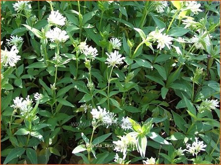 Asperula taurina | Bedstro | Turiner Meier