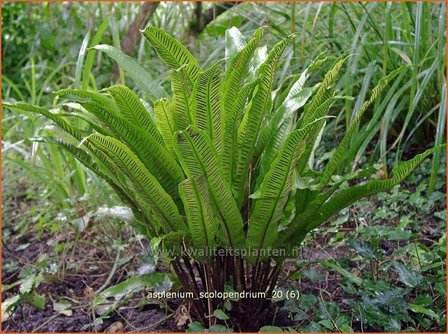 Asplenium scolopendrium | Tongvaren, Streepvaren | Hirschzungenfarn