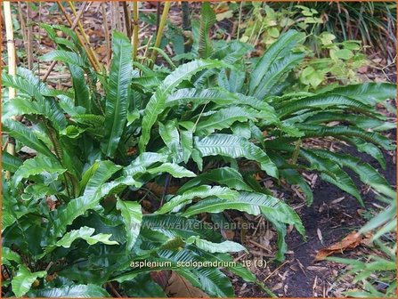 Asplenium scolopendrium | Tongvaren, Streepvaren | Hirschzungenfarn