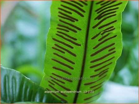 Asplenium scolopendrium | Tongvaren, Streepvaren | Hirschzungenfarn