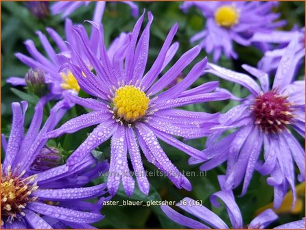 Aster &#039;Blauer Gletscher&#039; | Aster | Aster