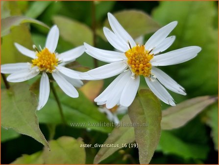 Aster divaricatus | Sneeuwsteraster, Bosaster, Aster | Waldaster