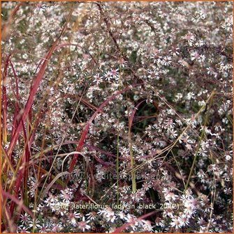 Aster lateriflorus &#039;Lady in Black&#039; | Aster | Waagerechte Herbst-Aster