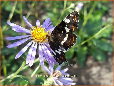 Aster macrophyllus 'Twilight' | Aster | Gro&szlig;bl&auml;ttrige Aster