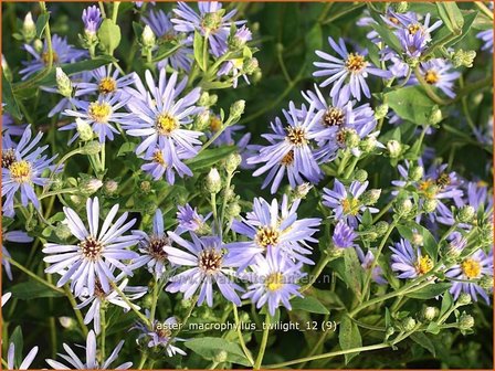 Aster macrophyllus 'Twilight' | Aster | Gro&szlig;bl&auml;ttrige Aster