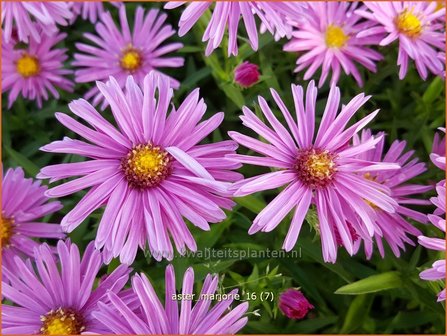 Aster &#039;Marjorie&#039; | Aster | Aster