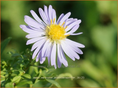 Aster versicolor &#039;Altweibersommer&#039; | Aster | Kleinbl&uuml;tige Herbst-Aster