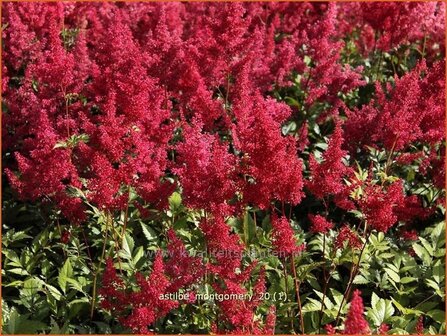 Astilbe &#039;Montgomery&#039; | Pluimspirea, Spirea | Prachtspiere
