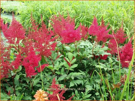 Astilbe &#039;Montgomery&#039; | Pluimspirea, Spirea | Prachtspiere