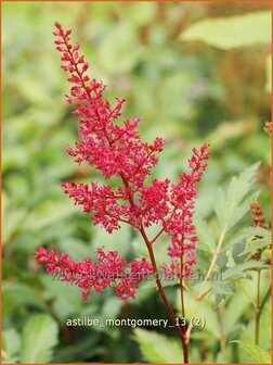 Astilbe &#039;Montgomery&#039; | Pluimspirea, Spirea | Prachtspiere