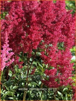 Astilbe &#039;Montgomery&#039; | Pluimspirea, Spirea | Prachtspiere