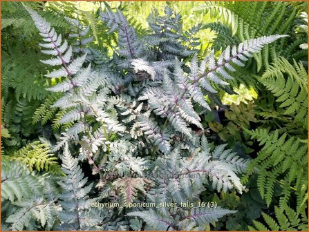 Athyrium niponicum &#039;Silver Falls&#039; | Japanse regenboogvaren | Regenbogenfarn