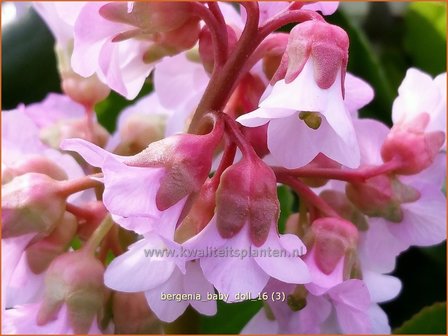 Bergenia &#039;Baby Doll&#039; | Schoenlappersplant, Olifantsoor | Bergenie