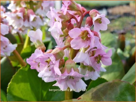 Bergenia &#039;Baby Doll&#039; | Schoenlappersplant, Olifantsoor | Bergenie