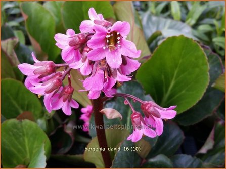 Bergenia &#039;David&#039; | Schoenlappersplant, Olifantsoor | Bergenie