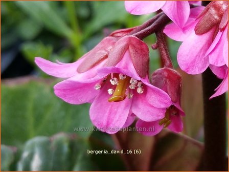 Bergenia &#039;David&#039; | Schoenlappersplant, Olifantsoor | Bergenie