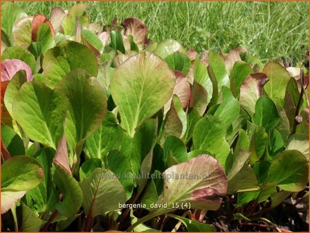 Bergenia &#039;David&#039; | Schoenlappersplant, Olifantsoor | Bergenie