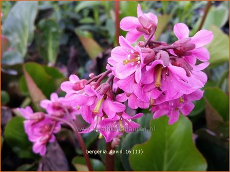 Bergenia &#039;David&#039; | Schoenlappersplant, Olifantsoor | Bergenie