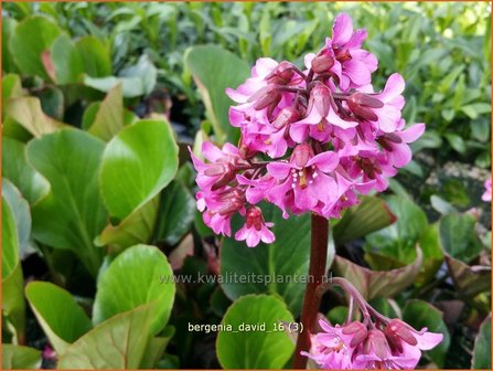 Bergenia &#039;David&#039; | Schoenlappersplant, Olifantsoor | Bergenie