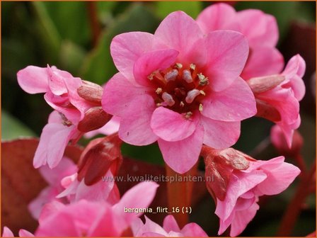 Bergenia &#039;Flirt&#039; | Schoenlappersplant, Olifantsoor | Bergenie