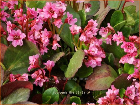 Bergenia &#039;Flirt&#039; | Schoenlappersplant, Olifantsoor | Bergenie