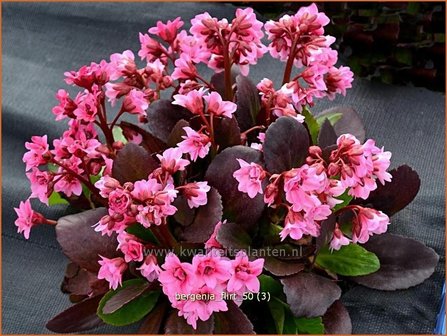 Bergenia &#039;Flirt&#039; | Schoenlappersplant, Olifantsoor | Bergenie